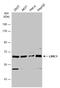 Leucine Rich Repeat Containing 1 antibody, GTX119959, GeneTex, Western Blot image 
