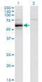 HCK Proto-Oncogene, Src Family Tyrosine Kinase antibody, LS-C197400, Lifespan Biosciences, Western Blot image 
