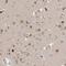 Sec1 Family Domain Containing 2 antibody, HPA036527, Atlas Antibodies, Immunohistochemistry frozen image 