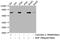 Activating Transcription Factor 2 antibody, CSB-RA002270A71phHU, Cusabio, Western Blot image 