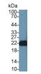 Fibroblast Growth Factor 12 antibody, LS-C373042, Lifespan Biosciences, Western Blot image 