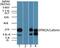 NHL Repeat Containing E3 Ubiquitin Protein Ligase 1 antibody, NBP2-24474, Novus Biologicals, Western Blot image 