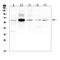 EGF Like Domain Multiple 6 antibody, A08756, Boster Biological Technology, Western Blot image 