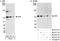 MLLT3 Super Elongation Complex Subunit antibody, A300-597A, Bethyl Labs, Immunoprecipitation image 