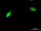 Zinc Finger Protein 397 antibody, MA5-22749, Invitrogen Antibodies, Immunofluorescence image 