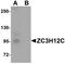 Probable ribonuclease ZC3H12C antibody, orb94376, Biorbyt, Western Blot image 