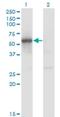 Retroviral integration site protein Fli-1 antibody, H00002313-M01, Novus Biologicals, Western Blot image 