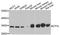 Electron transfer flavoprotein subunit alpha, mitochondrial antibody, orb373683, Biorbyt, Western Blot image 
