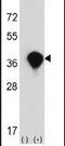 Transaldolase 1 antibody, PA5-13635, Invitrogen Antibodies, Western Blot image 