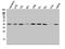 Mitogen-Activated Protein Kinase 11 antibody, A03738-1, Boster Biological Technology, Western Blot image 