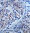Zinc Finger Protein 331 antibody, orb78048, Biorbyt, Immunohistochemistry paraffin image 