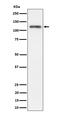 Semaphorin 4D antibody, M02512-1, Boster Biological Technology, Western Blot image 