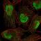 Sperm Associated Antigen 7 antibody, NBP2-56171, Novus Biologicals, Immunocytochemistry image 