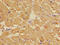 Troponin C1, Slow Skeletal And Cardiac Type antibody, CSB-PA024009LA01HU, Cusabio, Immunohistochemistry paraffin image 