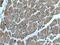 HECT Domain And Ankyrin Repeat Containing E3 Ubiquitin Protein Ligase 1 antibody, 24104-1-AP, Proteintech Group, Immunohistochemistry frozen image 
