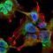 Voltage Dependent Anion Channel 1 antibody, NBP2-42187, Novus Biologicals, Immunocytochemistry image 