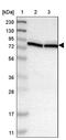 Protein Tyrosine Phosphatase Non-Receptor Type 4 antibody, PA5-53976, Invitrogen Antibodies, Western Blot image 