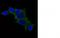 Ornithine Decarboxylase 1 antibody, M03138, Boster Biological Technology, Immunofluorescence image 