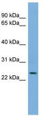THAP Domain Containing 6 antibody, TA340366, Origene, Western Blot image 