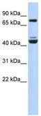 LKLF antibody, TA331149, Origene, Western Blot image 