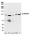 Nck-associated protein 1 antibody, A305-178A, Bethyl Labs, Western Blot image 