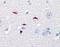 GLI Family Zinc Finger 1 antibody, orb95761, Biorbyt, Immunohistochemistry paraffin image 