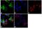 Protein Tyrosine Phosphatase Non-Receptor Type 6 antibody, LF-MA0212, Invitrogen Antibodies, Immunofluorescence image 