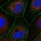 Rho GTPase Activating Protein 28 antibody, NBP1-84642, Novus Biologicals, Immunocytochemistry image 
