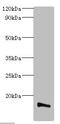 Transmembrane Protein 14B antibody, LS-C285628, Lifespan Biosciences, Western Blot image 