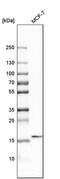 Zymogen Granule Protein 16B antibody, PA5-59437, Invitrogen Antibodies, Western Blot image 