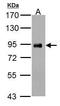 Phosphodiesterase 4B antibody, PA5-29833, Invitrogen Antibodies, Western Blot image 