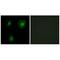 EP300 Interacting Inhibitor Of Differentiation 1 antibody, A07649, Boster Biological Technology, Immunofluorescence image 