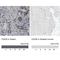 CD226 Molecule antibody, NBP1-85001, Novus Biologicals, Immunohistochemistry paraffin image 