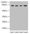 DEAH-Box Helicase 35 antibody, LS-C397975, Lifespan Biosciences, Western Blot image 