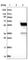 KIAA0513 antibody, HPA012866, Atlas Antibodies, Western Blot image 