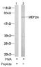 Myocyte Enhancer Factor 2A antibody, AP02581PU-S, Origene, Western Blot image 