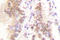 S-Phase Kinase Associated Protein 2 antibody, LS-C176209, Lifespan Biosciences, Immunohistochemistry paraffin image 