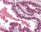 DNA Fragmentation Factor Subunit Alpha antibody, orb86756, Biorbyt, Immunohistochemistry paraffin image 