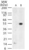 West Nile Virus Envelope antibody, PA1-41369, Invitrogen Antibodies, Western Blot image 