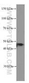 Nuclear Factor, Erythroid 2 antibody, 66436-1-Ig, Proteintech Group, Western Blot image 