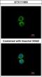 Phosphatidylinositol-4-Phosphate 5-Kinase Type 1 Alpha antibody, GTX111953, GeneTex, Immunofluorescence image 