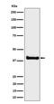 NGG1 Interacting Factor 3 Like 1 antibody, M11760-2, Boster Biological Technology, Western Blot image 