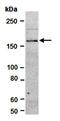 Bone Morphogenetic Protein 8a antibody, orb67018, Biorbyt, Western Blot image 