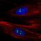 Basic fibroblast growth factor receptor 1 antibody, HPA076274, Atlas Antibodies, Immunofluorescence image 