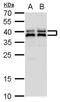SET Nuclear Proto-Oncogene antibody, PA5-78163, Invitrogen Antibodies, Western Blot image 