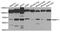 Matrix Metallopeptidase 11 antibody, MBS127608, MyBioSource, Western Blot image 