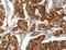 Argonaute RISC Component 4 antibody, LS-C402909, Lifespan Biosciences, Immunohistochemistry frozen image 