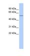 Peroxisome Proliferator Activated Receptor Delta antibody, orb330015, Biorbyt, Western Blot image 