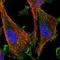 AP2 Associated Kinase 1 antibody, HPA017931, Atlas Antibodies, Immunofluorescence image 