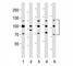 Fibroblast Growth Factor Receptor 1 antibody, F52888-0.4ML, NSJ Bioreagents, Flow Cytometry image 